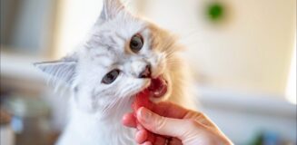 Como dar el mejor cuidado a tu mascota