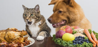 Qué alimentos humanos le puedes dar a tu perro?